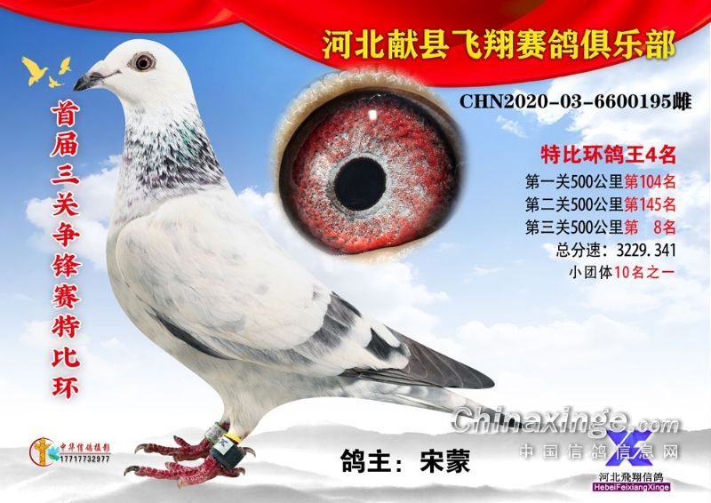 2020年秋季三关鸽王照片冠军-20名-献县飞翔赛鸽-中国