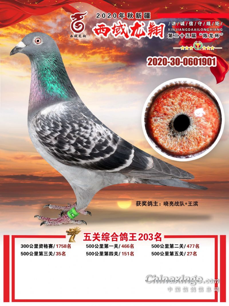2020年西域龙翔陈龙杯获奖鸽欣赏201-210名