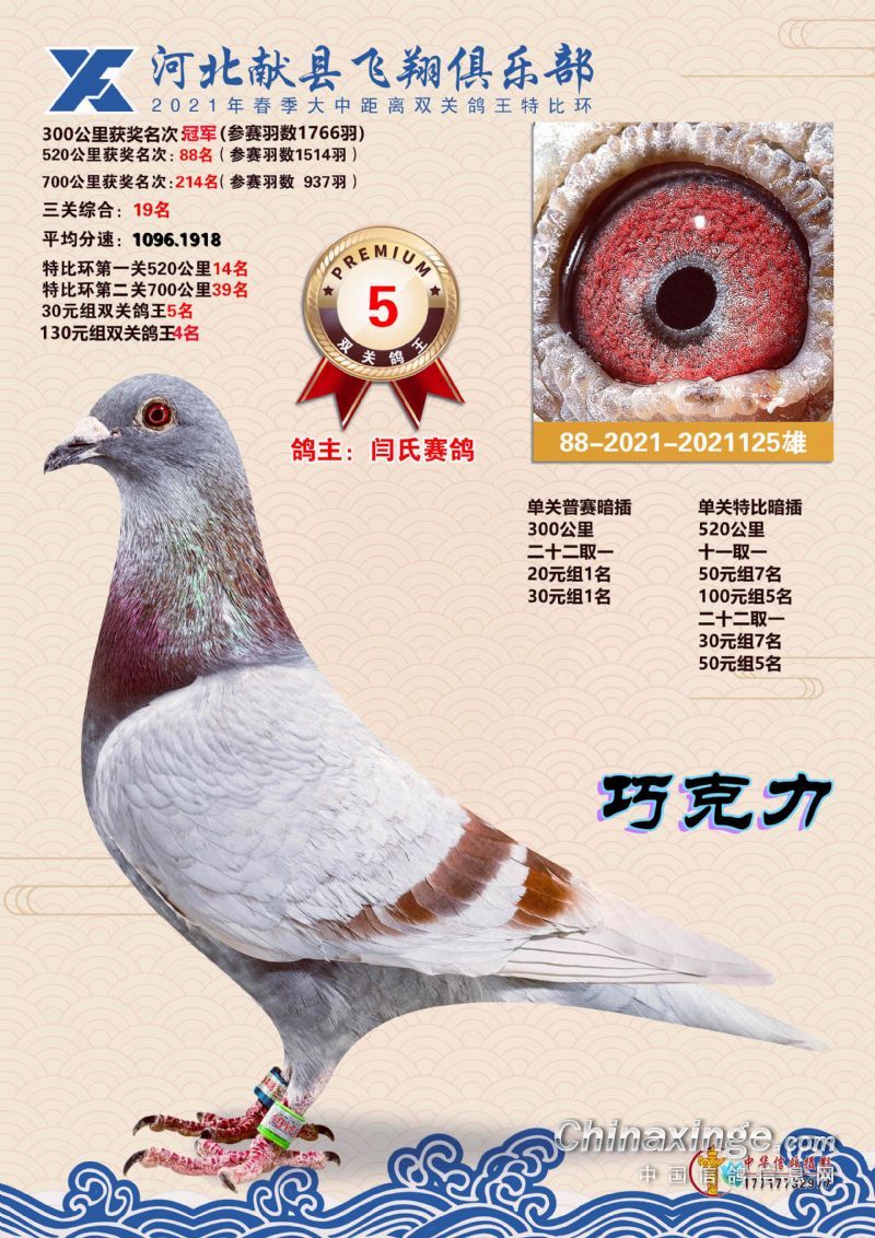 特比环双关鸽王1-20名拍卖鸽展示-献县飞翔赛鸽俱乐部-中国信鸽信息网